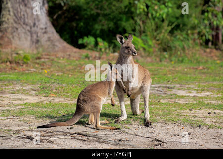 Eastern Gray Kangaroo (Macropus giganteus), adult female with young animal, Merry Beach, Murramarang National Park Stock Photo