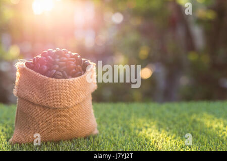 Close up roasted coffee beans in small sack on green grass. Outdoor shooting with sunlight and blur background Stock Photo