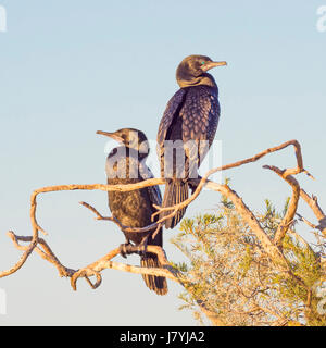 A pair of Little Black Cormorants (Phalacrocorax sulcirostris) photographed at Herdsman Lake in Perth, Western Australia. Stock Photo