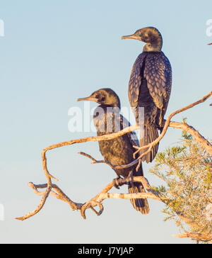 A pair of Little Black Cormorants (Phalacrocorax sulcirostris) photographed at Herdsman Lake in Perth, Western Australia. Stock Photo