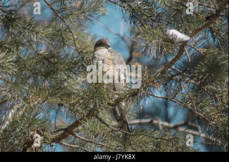 A hawk sits on a branch of a pine Stock Photo