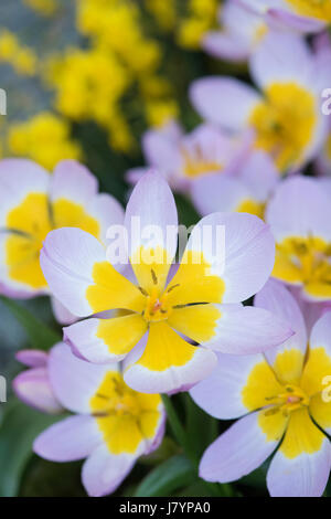 Tulipa saxatilis 'Bakeri lilac wonder' .  Candia tulip 'Lilac Wonder' Stock Photo