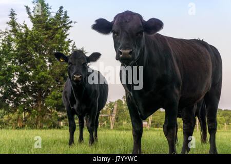 Black Angus Texas Cows Stock Photo