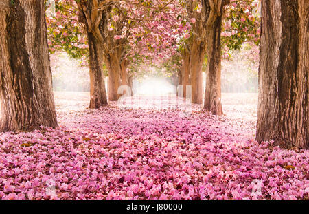 Falling petal over the romantic tunnel of pink flower trees / Romantic Blossom tree over nature background in Spring season / flowers Background Stock Photo