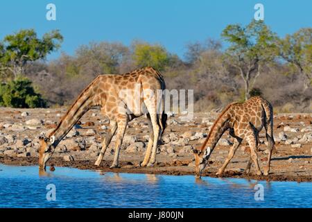 Namibian giraffes or Angolan giraffes (Giraffa camelopardalis), mother with young drinking at waterhole, Etosha National Park, Namibia, Africa Stock Photo