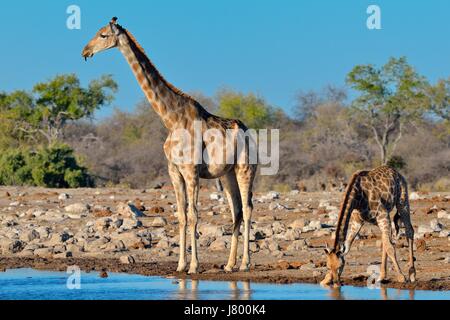 Namibian giraffes or Angolan giraffes (Giraffa camelopardalis), mother with young drinking at waterhole, Etosha National Park, Namibia, Africa Stock Photo