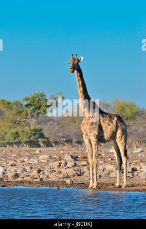 Namibian giraffe or Angolan giraffe (Giraffa camelopardalis), adult female at waterhole, herd of blacked-faced impalas at back, Etosha NP, Namibia Stock Photo