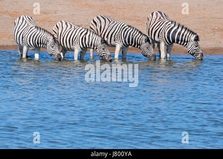 Burchell's zebras (Equus quagga burchellii) drinking at waterhole, Etosha National Park, Namibia, Africa Stock Photo