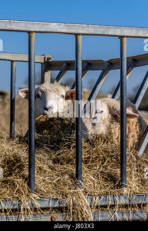 Rare breed sheep grazing in spring sunshine Stock Photo