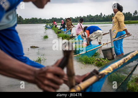 Farmers catch fishes using fish nets on flooded rice field during monsoon in West Java, Indonesia. Stock Photo