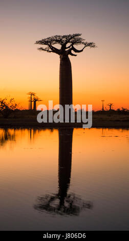 Baobabs at sunrise near the water with reflection. Madagascar. An excellent illustration Stock Photo