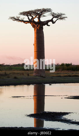 Baobabs at sunrise near the water with reflection. Madagascar. An excellent illustration Stock Photo