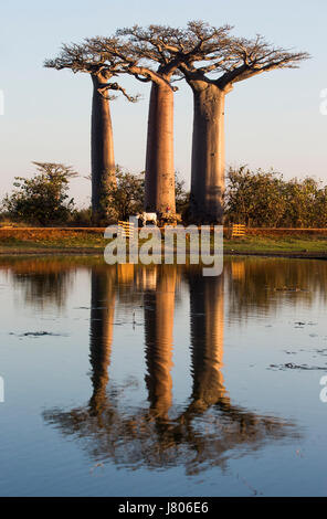 Baobabs at sunrise near the water with reflection. Madagascar. An excellent illustration Stock Photo