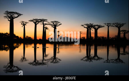 Baobabs at sunrise near the water with reflection. Madagascar. An excellent illustration Stock Photo