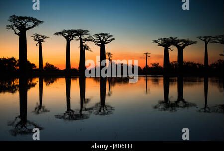 Baobabs at sunrise near the water with reflection. Madagascar. An excellent illustration Stock Photo