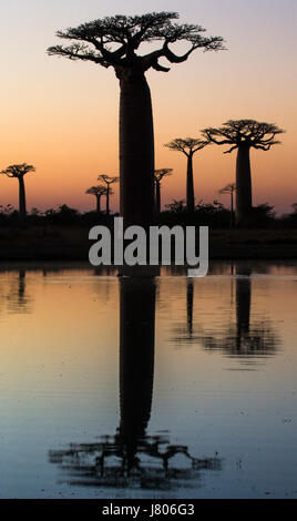 Baobabs at sunrise near the water with reflection. Madagascar. An excellent illustration Stock Photo