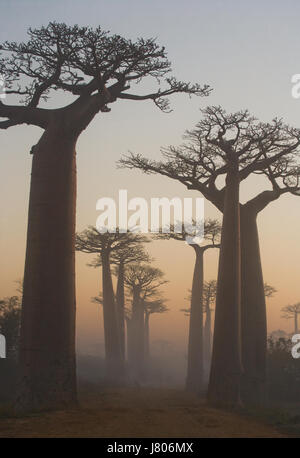 Avenue of baobabs at dawn in the mist. General view. Madagascar. Stock Photo