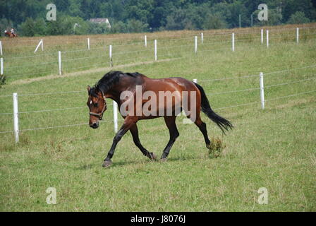 horse race temperament motion postponement moving movement horse portrait Stock Photo