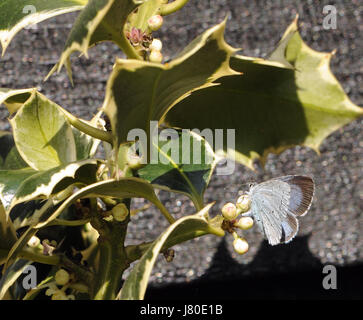 A female Holly Blue butterfly (Celastrina argiolus) lays eggs on the flowers of a variegated ornamental holly (Ilex aquifolium). Bedgebury Forest, Ken Stock Photo