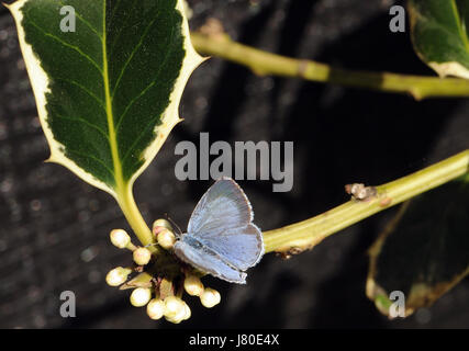 A female Holly Blue butterfly (Celastrina argiolus) lays eggs on the flowers of a variegated ornamental holly (Ilex aquifolium). Bedgebury Forest, Ken Stock Photo