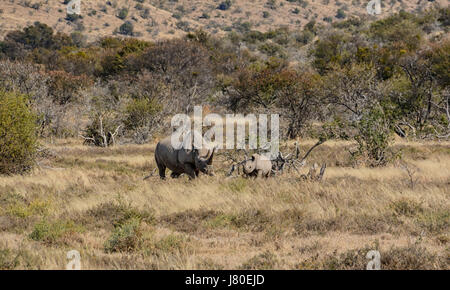 Black Rhino mother and six month old calf in Southern African savanna Stock Photo