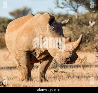 Adult White Rhino in Southern African savanna Stock Photo