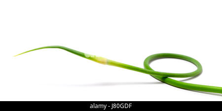 Fresh garlic scape on white background. Close-up view. Stock Photo
