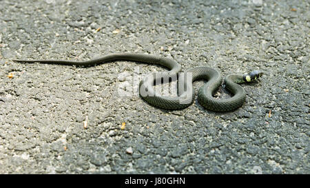 Grass snake on asphalt basking in the sun Stock Photo