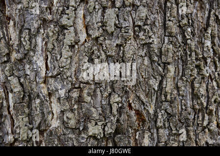 Seamless tree bark background. Brown tileable texture of the old tree. Stock Photo