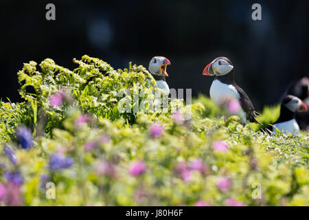 Breeding pair of Atlantic Puffins at the entrance to their nest burrow amidst bluebells and red campion on Skomer island Stock Photo