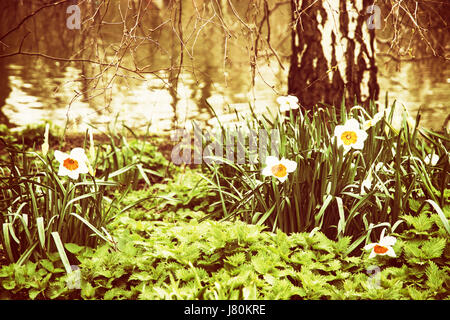 White daffodils, nettle, and birch on the lake shore. Spring scene in the St. james's park, London. Yellow photo filter. Stock Photo
