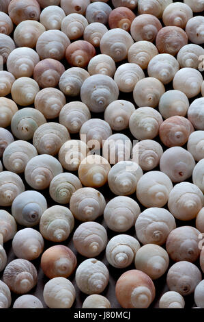 Natural variation of seashells Stock Photo