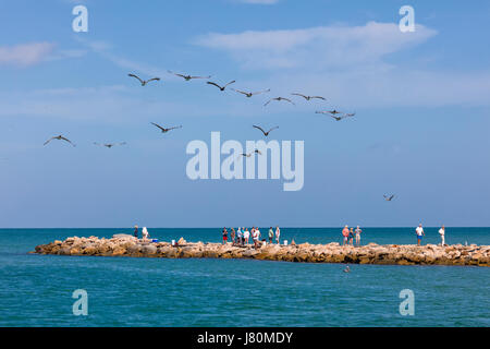 Oelicans flying over North Jetty on the Gulf of Mexico in Vencie Florida Stock Photo