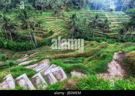 Tegalalang, Rice Fields, Ubud, Bali, Indonesia, Asia Stock Photo