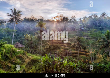 Tegalalang, Rice Fields, Ubud, Bali, Indonesia, Asia Stock Photo