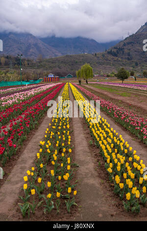 Indira Gandhi Memorial Tulip Garden Cheshmashahi Srinagar Stock Photo