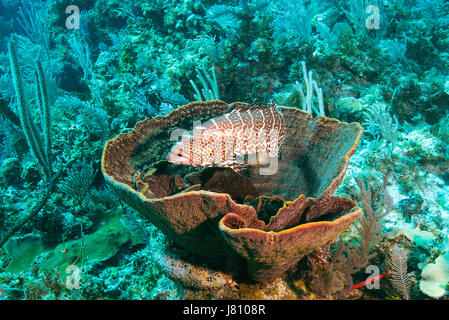 A Tiger Grouper Plaza Vieja, Havana, Cuba Stock Photo