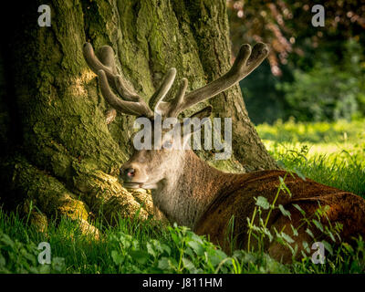 Red Deer, Wollaton Park, Nottingham, UK. Stock Photo