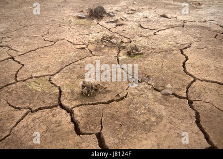 The bottom of dried-up pond with picturesquely broken mud. On surface - small plants Stock Photo