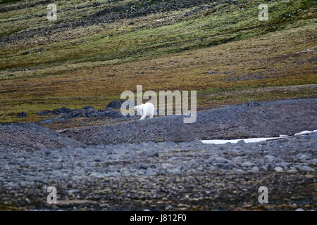 Polar bear on the Franz Josef Land. Arctic cold desert and areas of tundra on South side of mountains Stock Photo