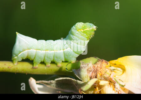 Caterpillar of the Copper Underwing moth feeding on a cultivated rose