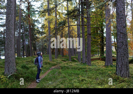 Woman standing in the woods and looking at the trees, Cairngorms, Scotland, UK. Stock Photo