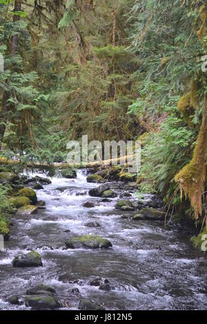 River in deep forest, river in evergreen forest in Thailand Stock Photo ...