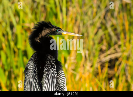 Anhinga bird Stock Photo