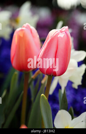 A spring mix of tulip, hyacinth and daffodil flowers growing in a garden bed. Stock Photo