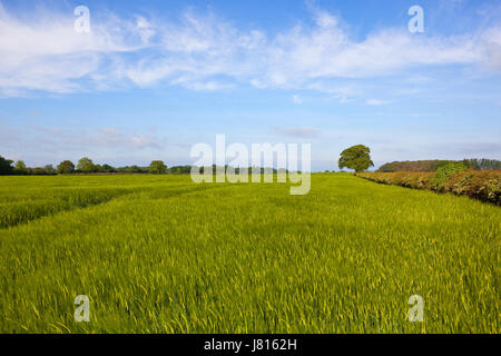 a lush green springtime barley crop amongst hawthorn hedgerows in flower and woodland in yorkshire under a blue cloudy sky Stock Photo