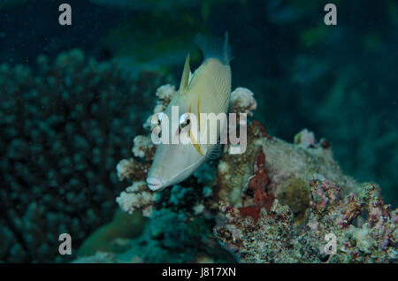 Boomerang Triggerfish, Sufflamen bursa, swimming over coral reef in Maldives Stock Photo