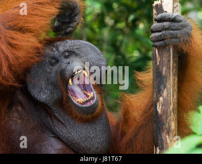 Dominant male orangutan yawns. Indonesia. The island of Kalimantan (Borneo). Stock Photo