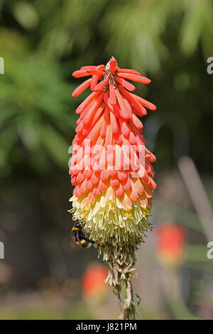 Close up of a bee on a Kniphofia Timothy flower in a south London garden. Also known as Red Hot Poker. Stock Photo