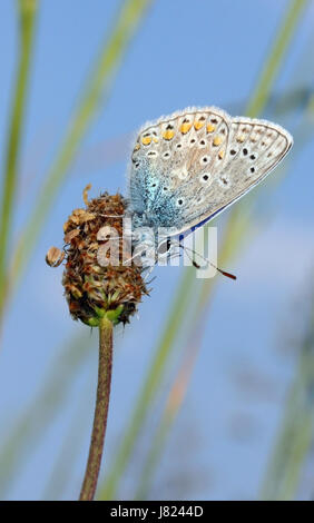 wing location shot wildlife moth smaller blue plant insect flower insects fauna Stock Photo